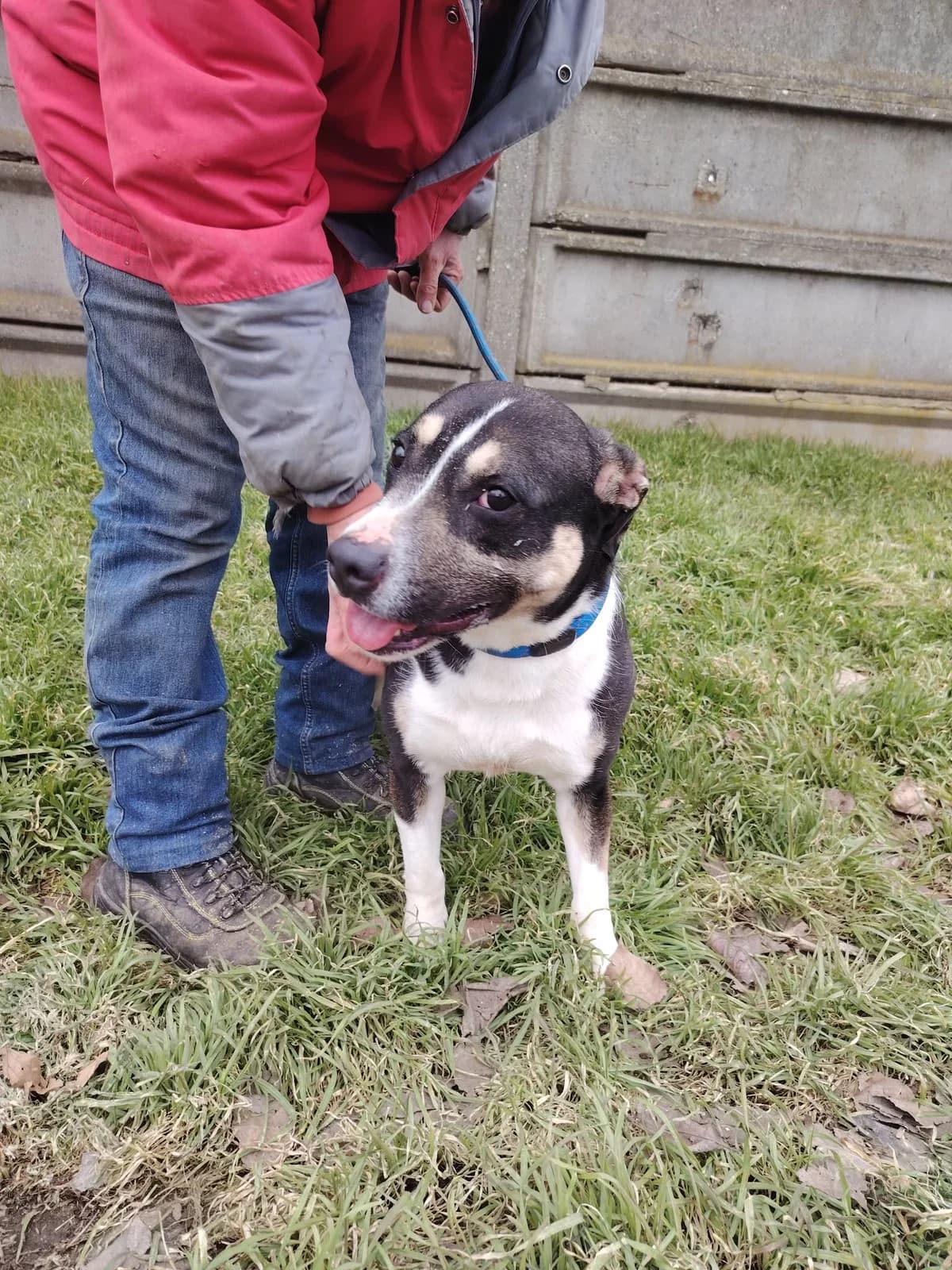 Frank, male 4yo Mixed Breed for adoption at Glück für Pfoten e.V., Dortmund