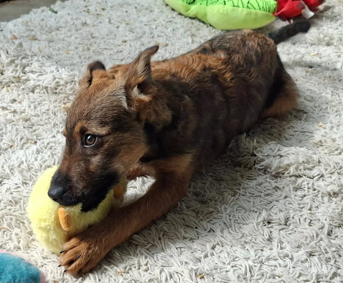 Fuchs, female puppy Mixed Breed for adoption at Glück für Pfoten e.V., Dortmund