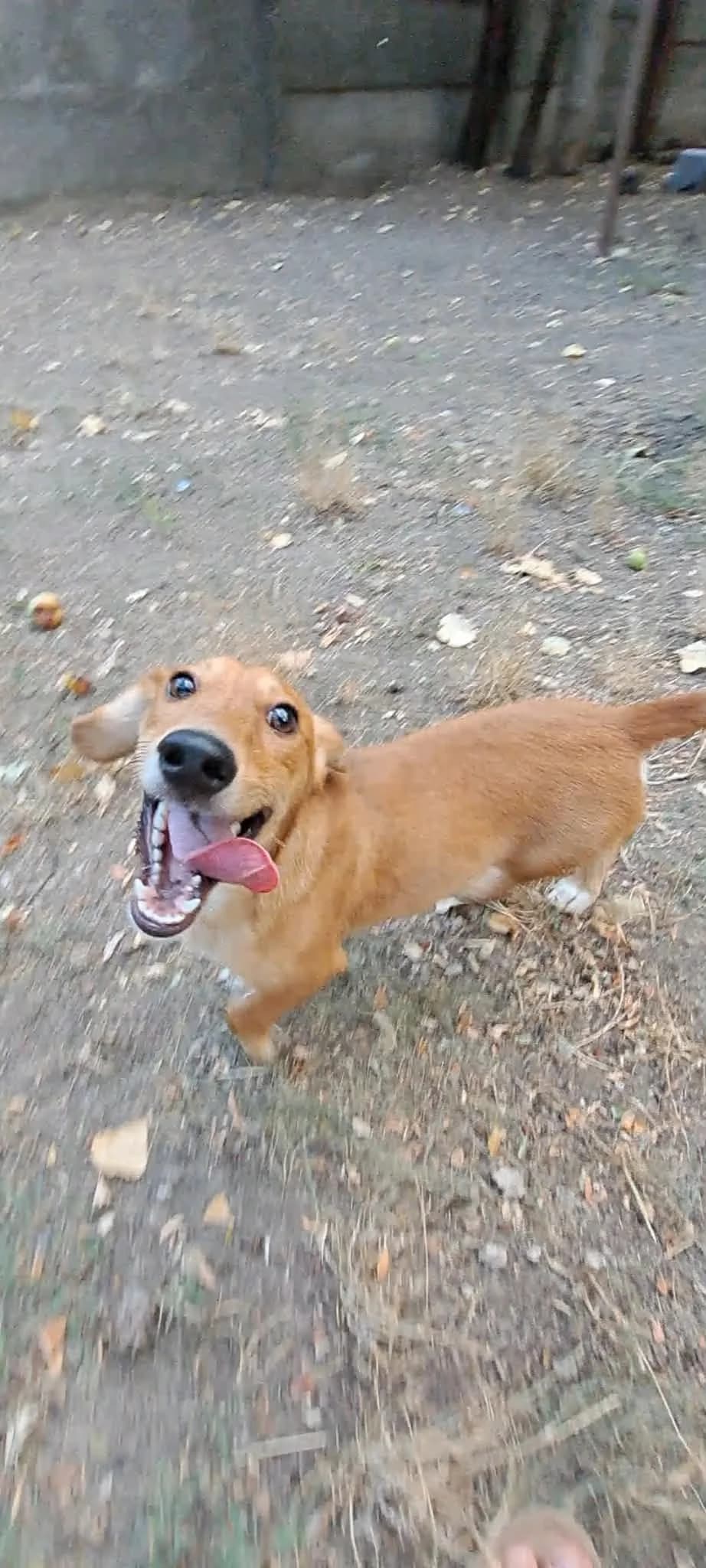 Füge, male puppy Mixed Breed for adoption at Glück für Pfoten e.V., Dortmund