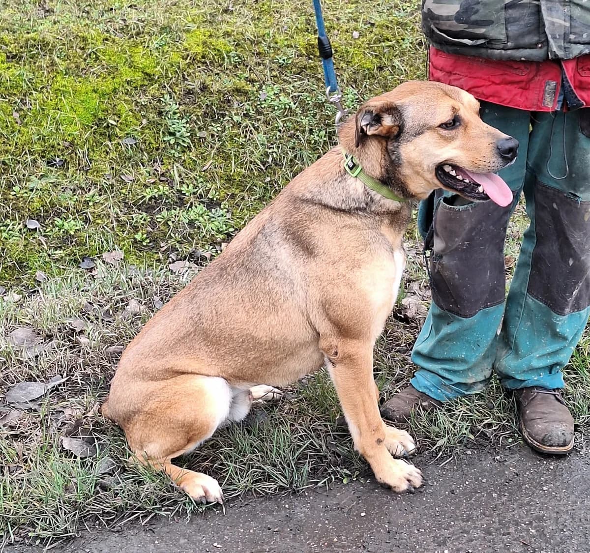 Garas, male 3yo Mixed Breed for adoption at Glück für Pfoten e.V., Dortmund