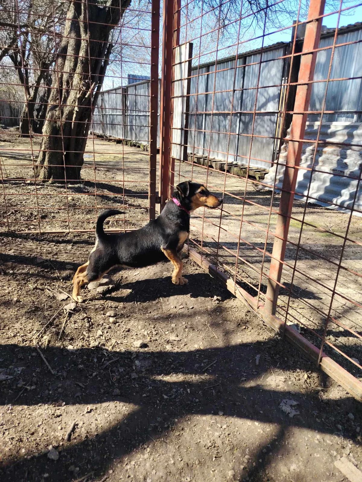 Glória, female Mixed Breed for adoption at Glück für Pfoten e.V.