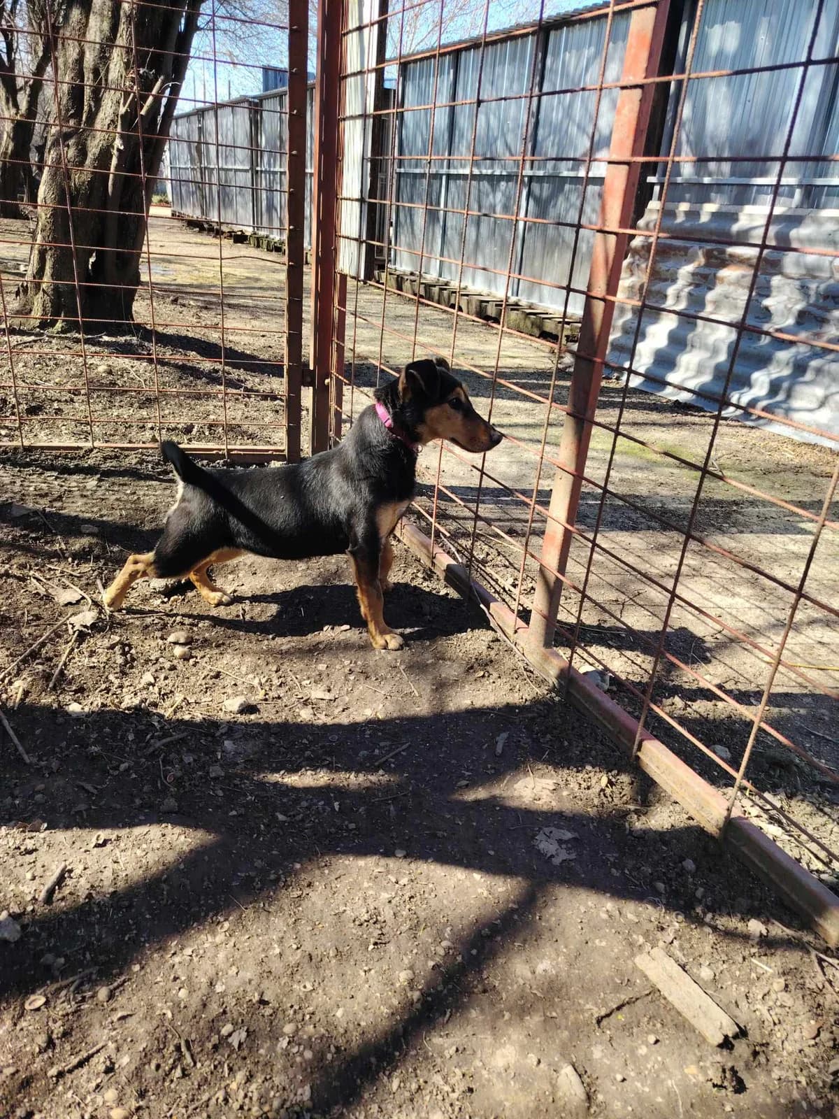 Glória, female Mixed Breed for adoption at Glück für Pfoten e.V. — photo 2 of 9