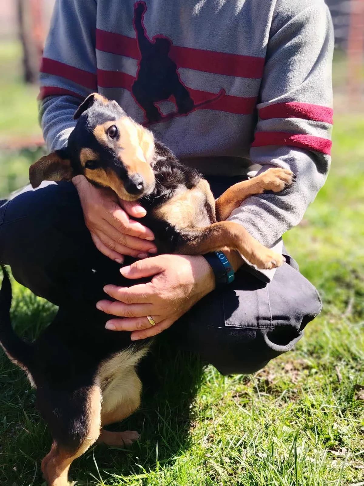 Glória, female Mixed Breed for adoption at Glück für Pfoten e.V. — photo 3 of 9