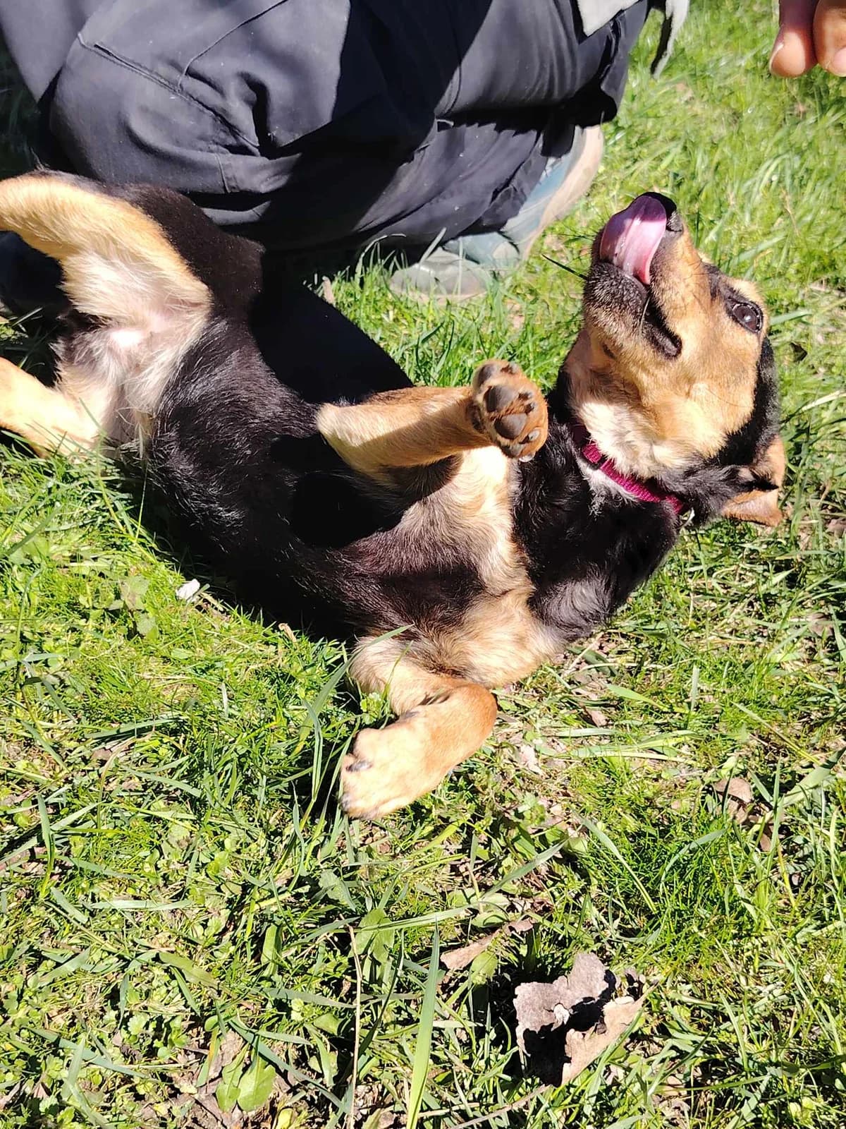 Glória, female Mixed Breed for adoption at Glück für Pfoten e.V. — photo 5 of 9