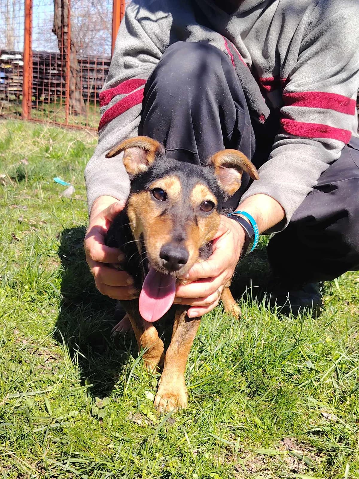 Glória, female Mixed Breed for adoption at Glück für Pfoten e.V. — photo 6 of 9