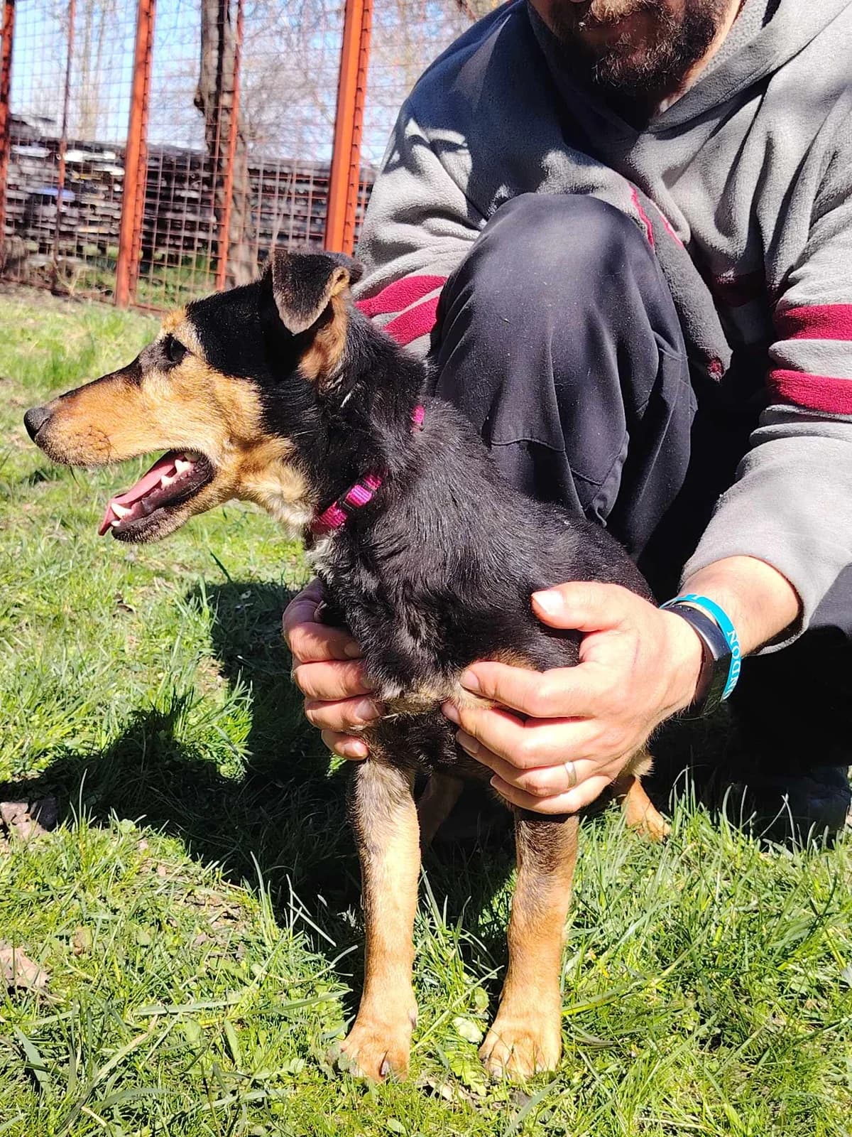 Glória, female Mixed Breed for adoption at Glück für Pfoten e.V. — photo 7 of 9