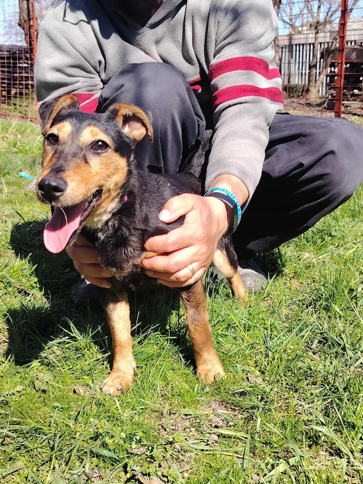 Glória, female Mixed Breed for adoption at Glück für Pfoten e.V. — photo 8 of 9