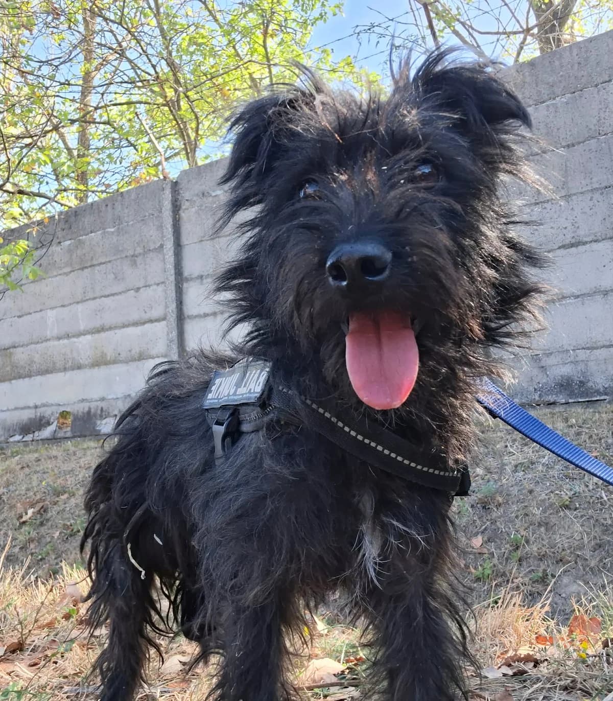 Gubanc, female 4yo Mixed Breed for adoption at Glück für Pfoten e.V., Dortmund
