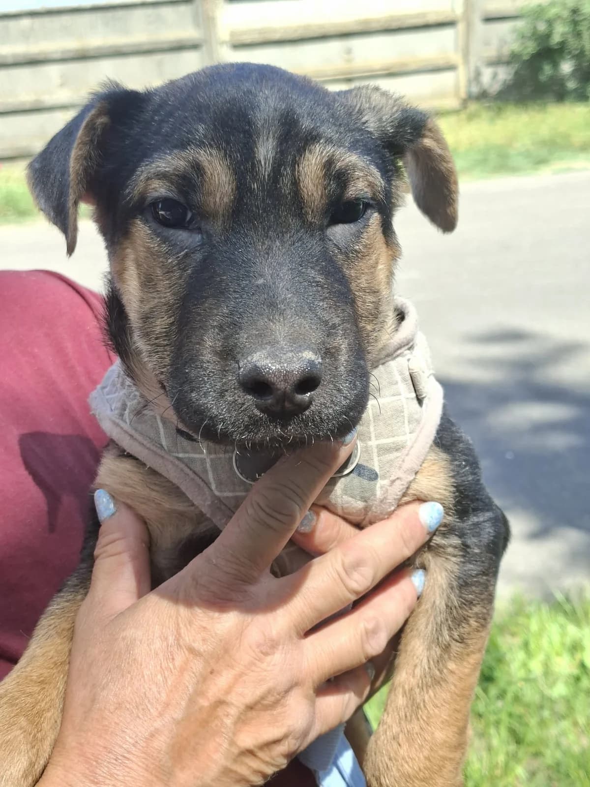 Gusztáv, male puppy Mixed Breed for adoption at Glück für Pfoten e.V., Dortmund