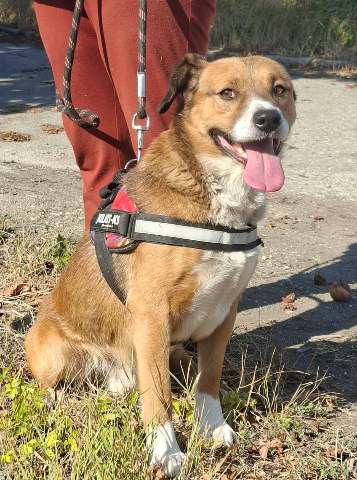 Hans, male young Mixed Breed for adoption at Glück für Pfoten e.V., Dortmund
