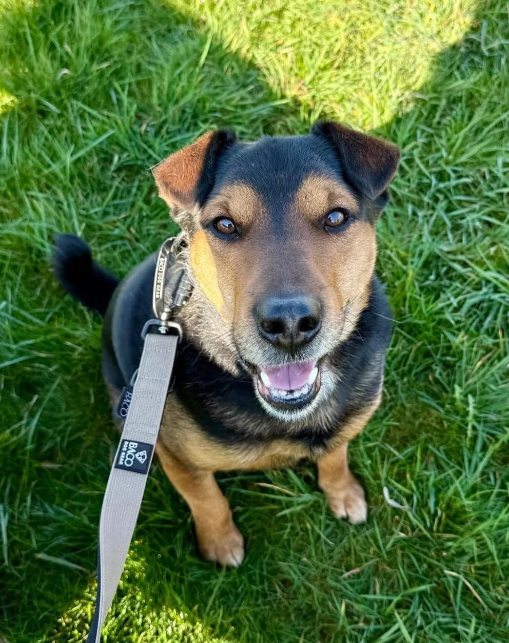 Jack, male Mixed Breed for adoption at Glück für Pfoten e.V.