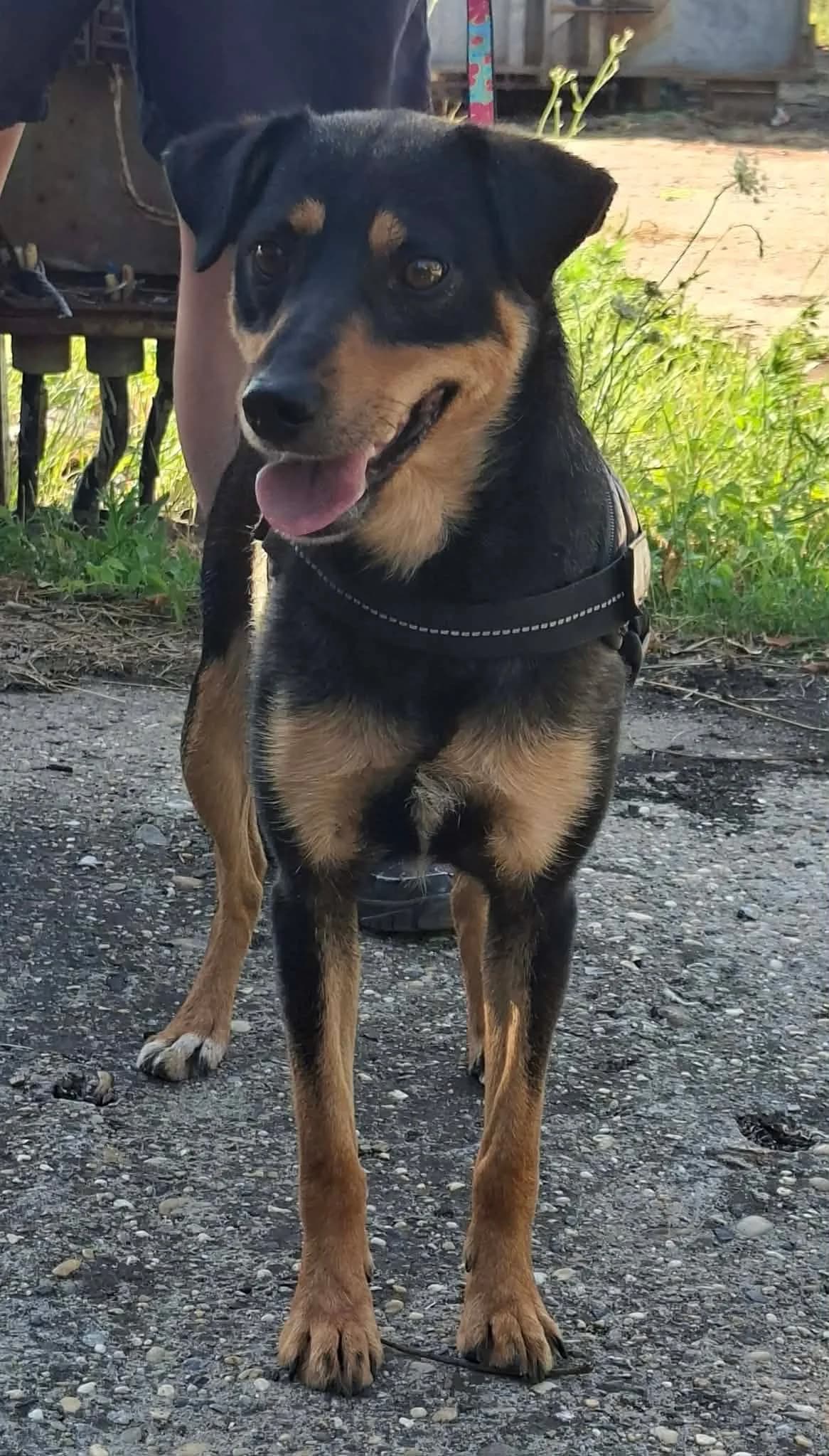 Jason, male 3yo Mixed Breed for adoption at Glück für Pfoten e.V., Dortmund