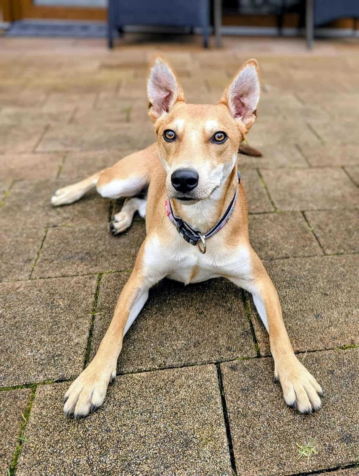 Kenny, male young Mixed Breed for adoption at Glück für Pfoten e.V., Dortmund