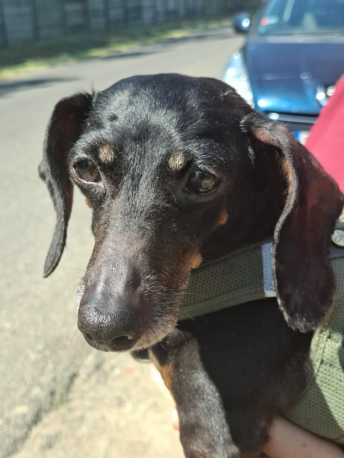 Kifli, Mixed Breed (Glück für Pfoten e.V.)