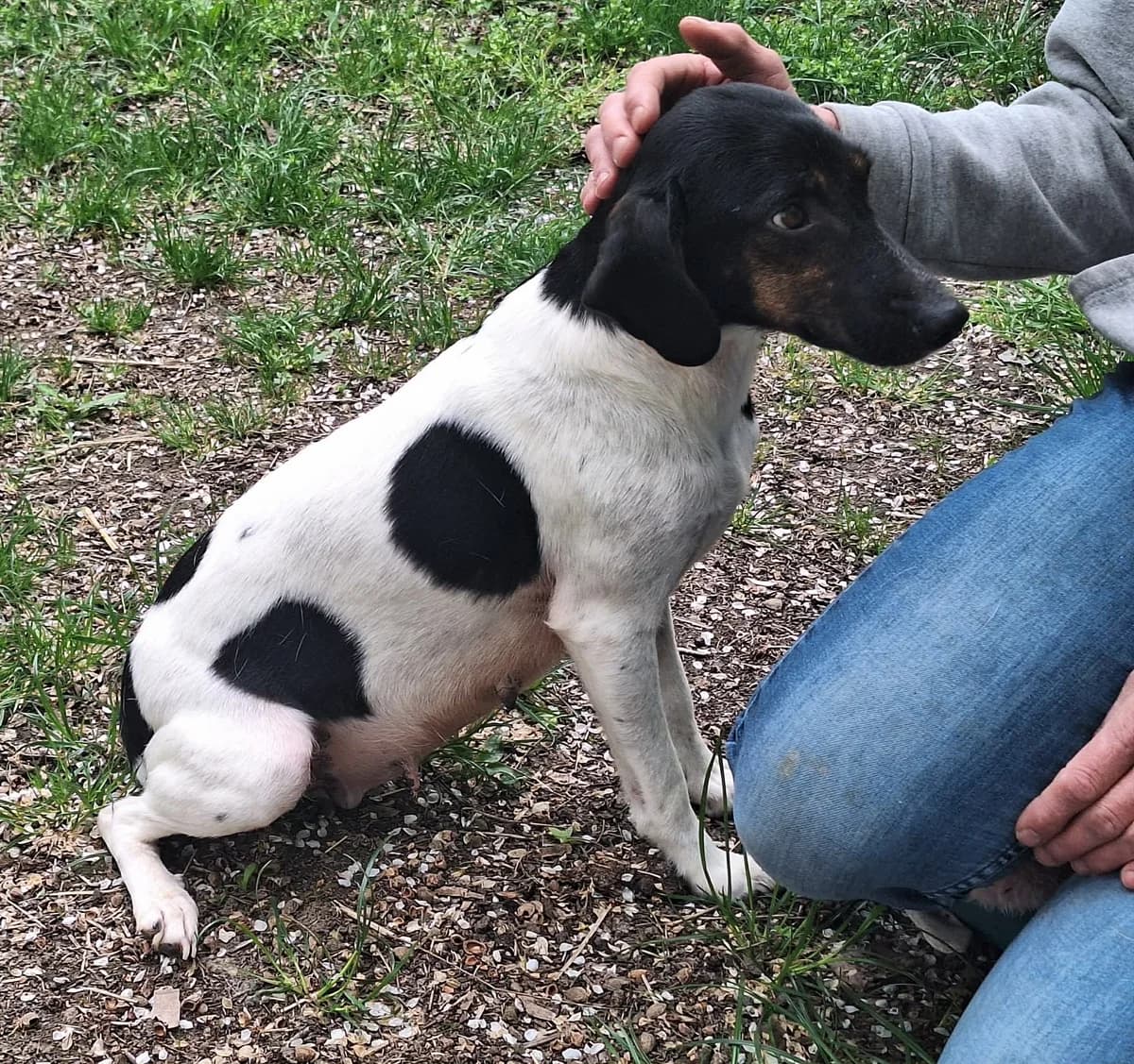 Kima, female Mixed Breed for adoption at Glück für Pfoten e.V.