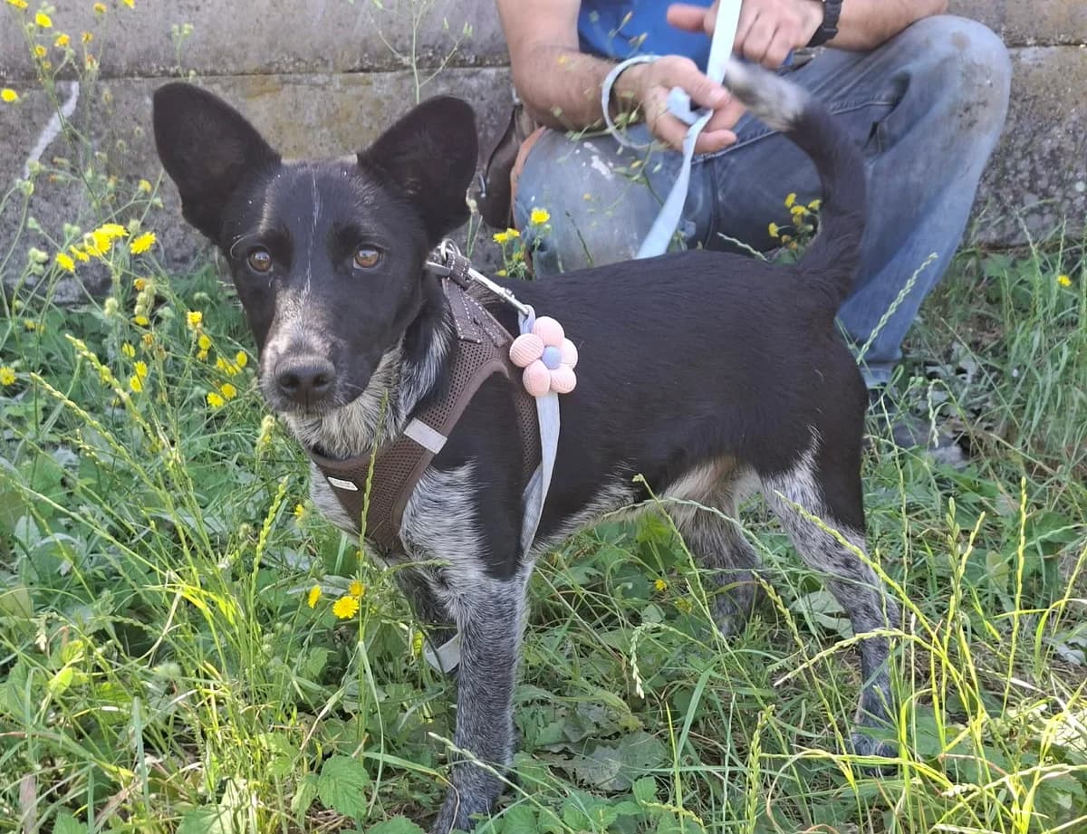 Kormos, male young Mixed Breed for adoption at Glück für Pfoten e.V., Dortmund