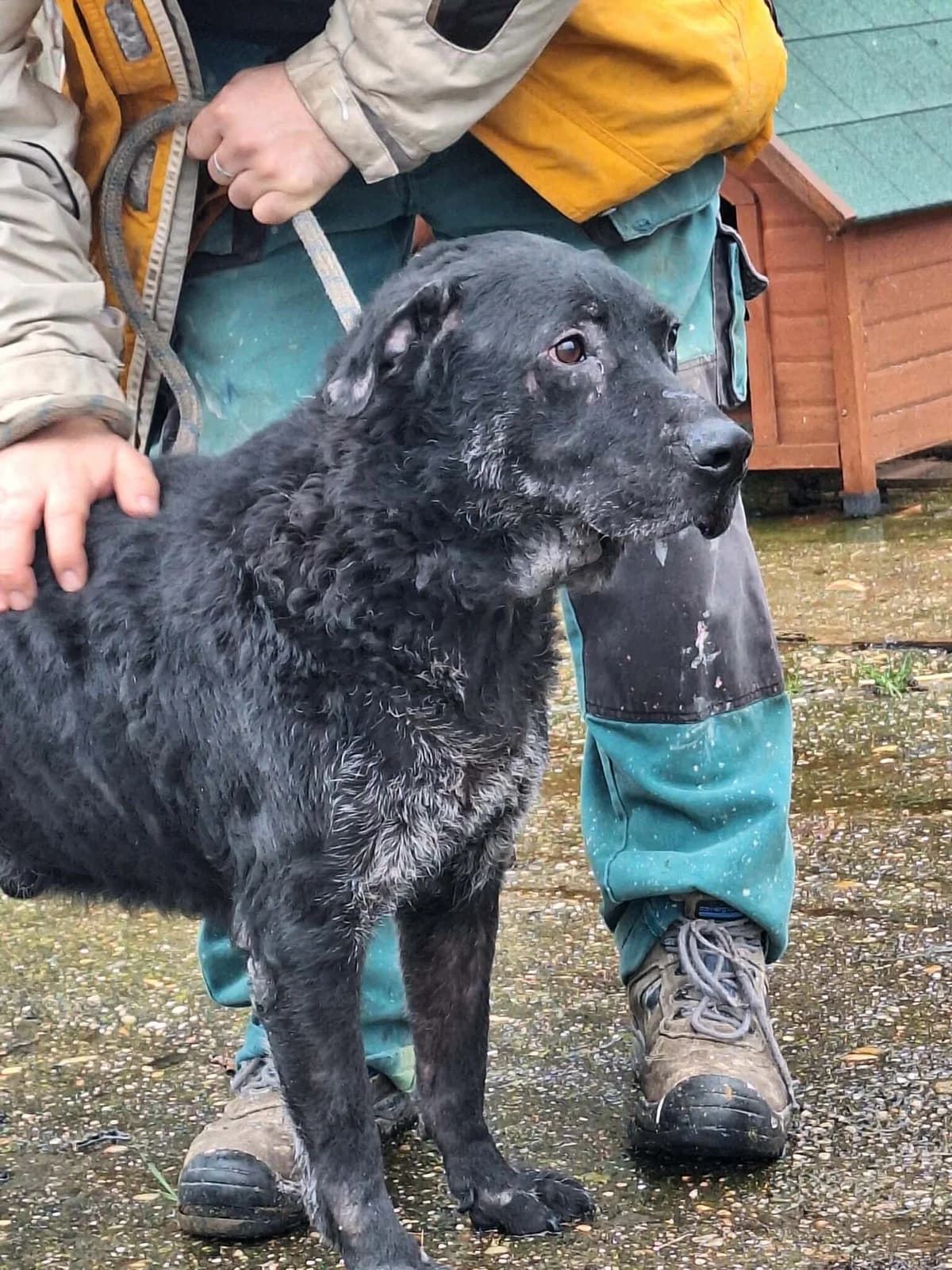 Lui, male Labrador Retriever for adoption at Glück für Pfoten e.V.