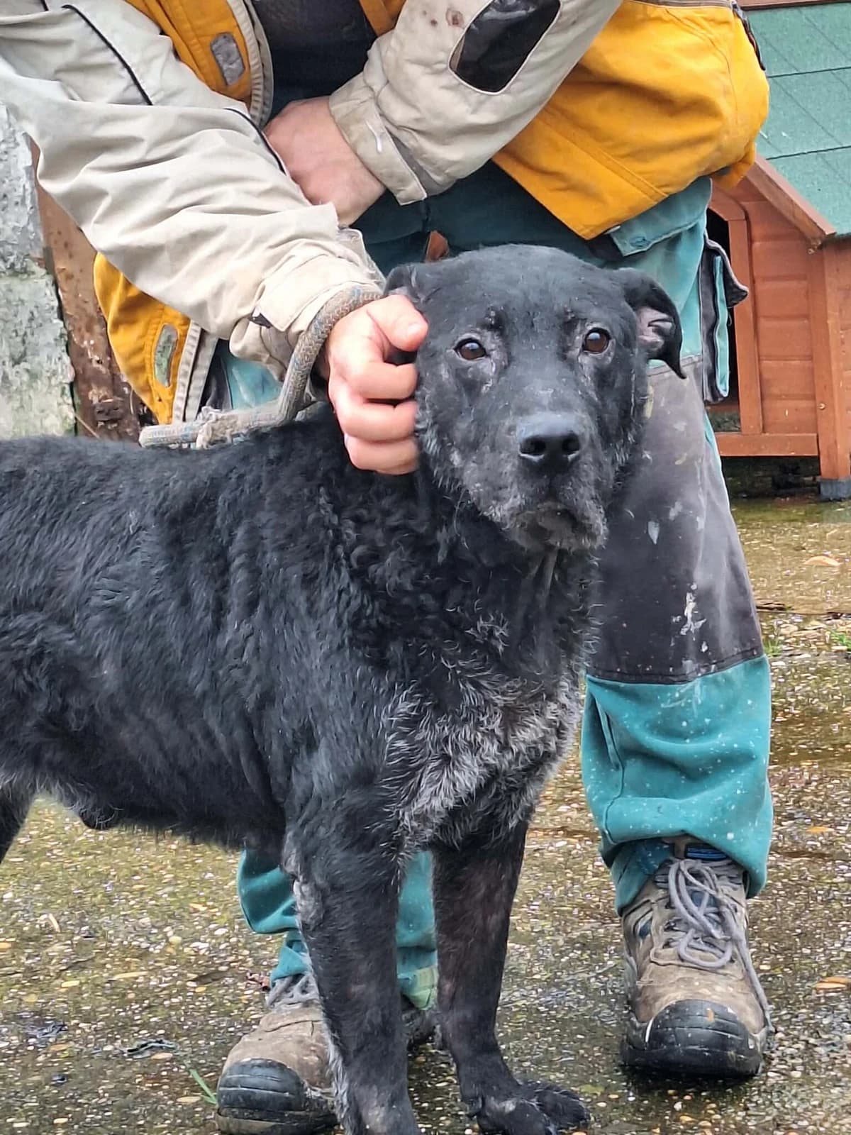Lui, male Labrador Retriever for adoption at Glück für Pfoten e.V. — photo 2 of 8