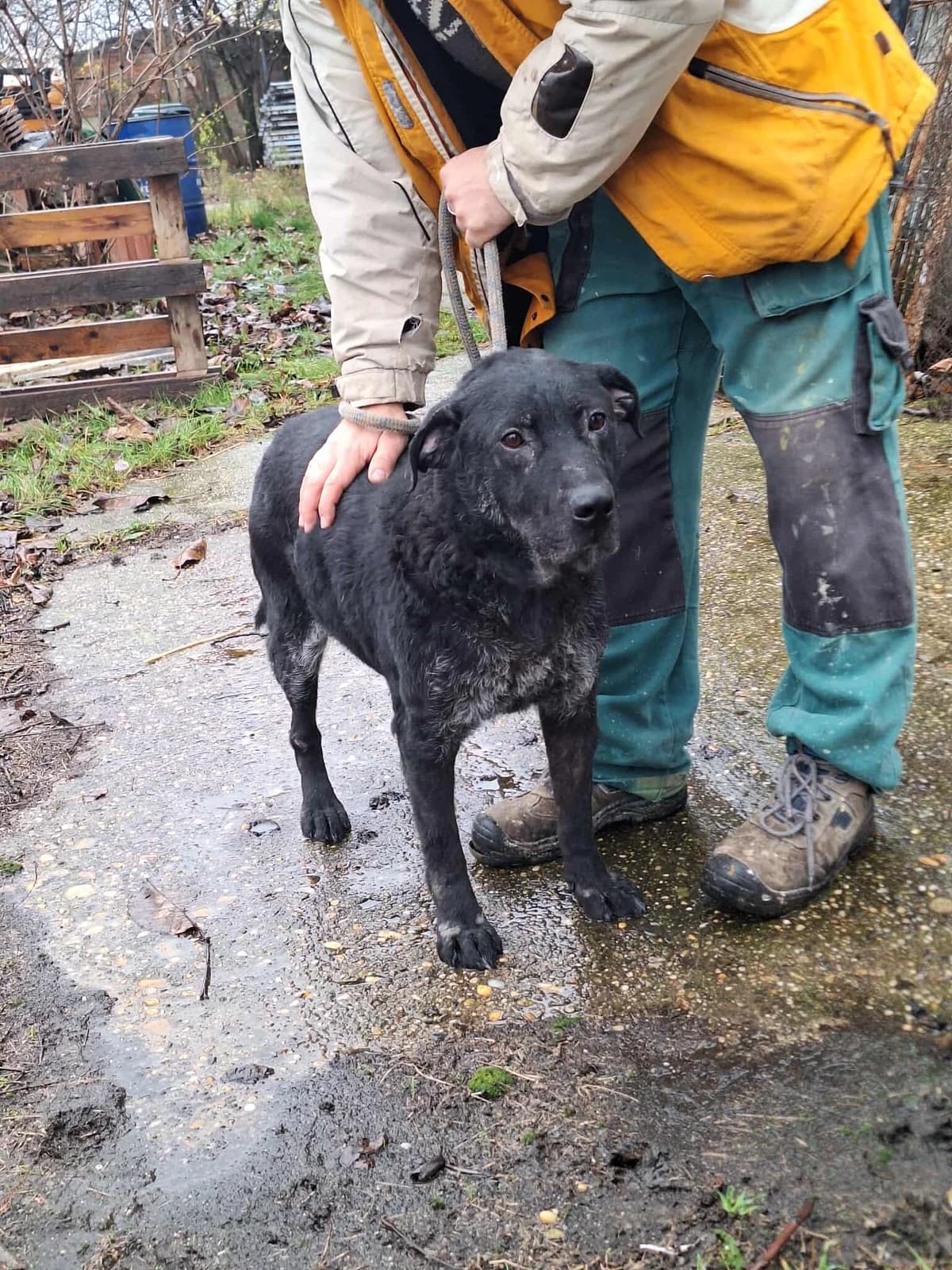 Lui, male Labrador Retriever for adoption at Glück für Pfoten e.V. — photo 3 of 8