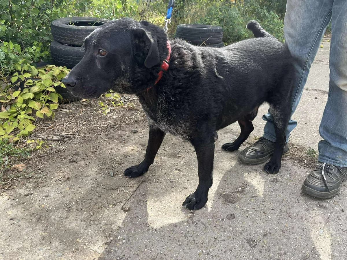 Lui, male Labrador Retriever for adoption at Glück für Pfoten e.V. — photo 4 of 8