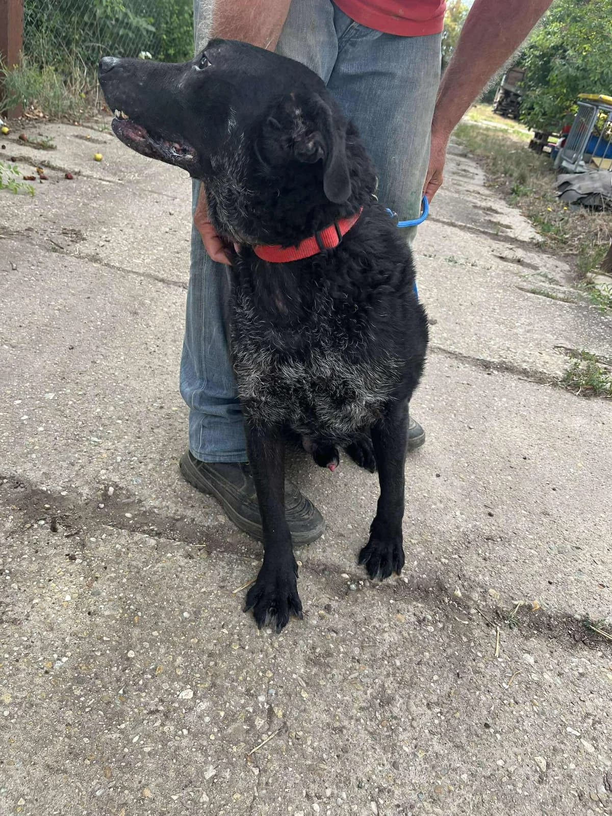 Lui, male Labrador Retriever for adoption at Glück für Pfoten e.V. — photo 5 of 8