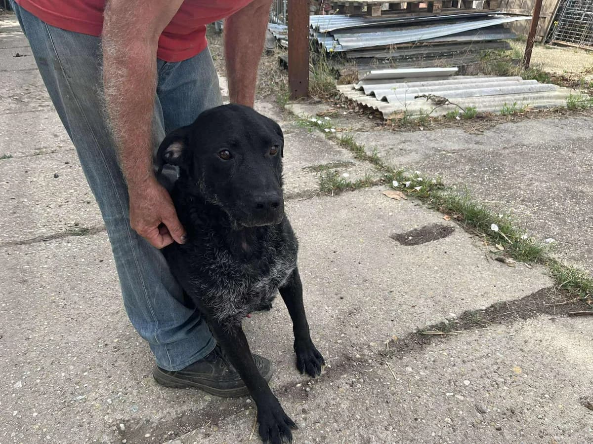Lui, male Labrador Retriever for adoption at Glück für Pfoten e.V. — photo 6 of 8