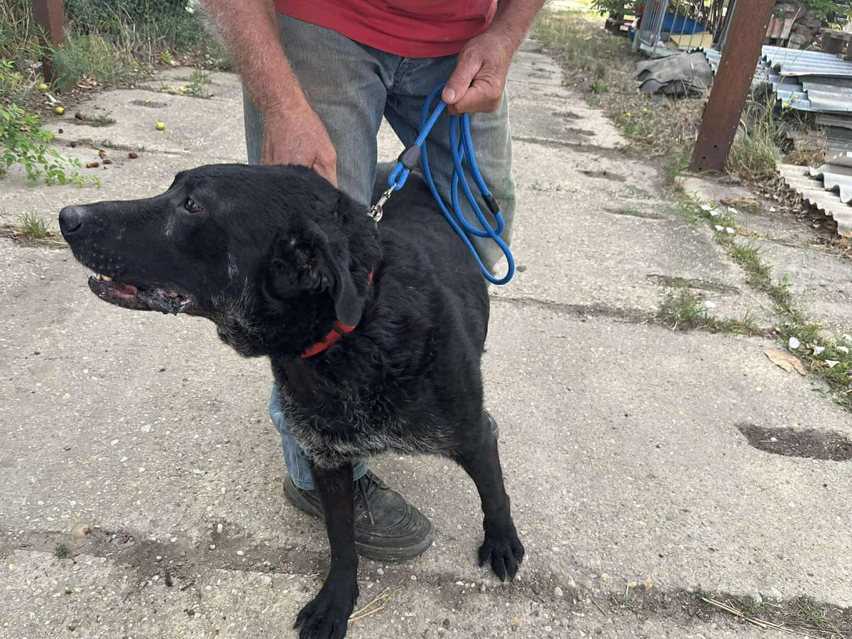 Lui, male Labrador Retriever for adoption at Glück für Pfoten e.V. — photo 7 of 8