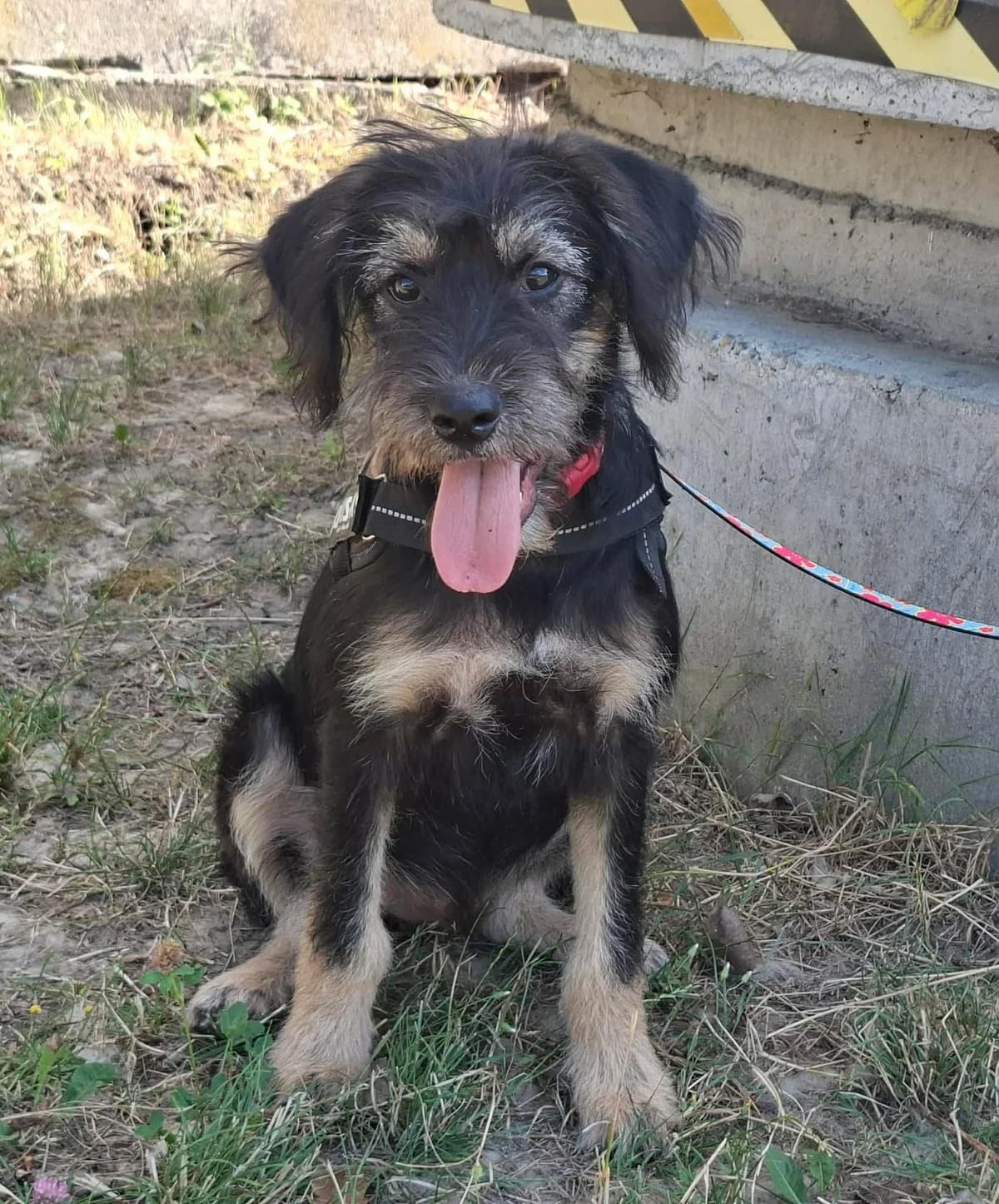 Max, male puppy Mixed Breed for adoption at Glück für Pfoten e.V., Dortmund