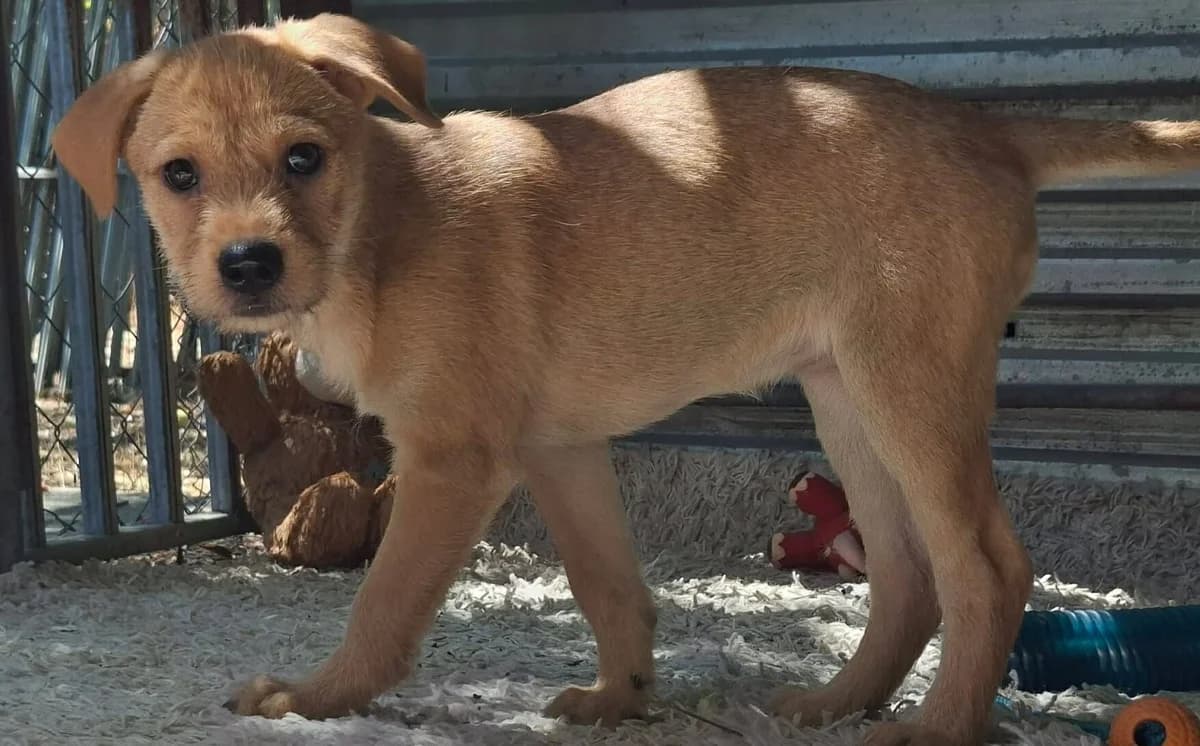 Mina, female puppy Mixed Breed for adoption at Glück für Pfoten e.V., Dortmund
