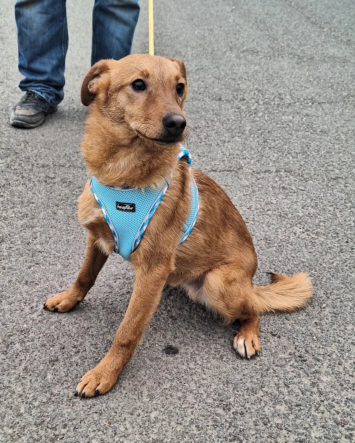 Mirkó, male puppy Mixed Breed for adoption at Glück für Pfoten e.V., Dortmund