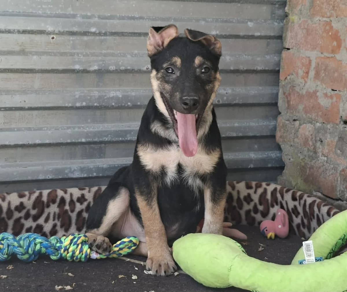 Noel, male puppy Mixed Breed for adoption at Glück für Pfoten e.V., Dortmund