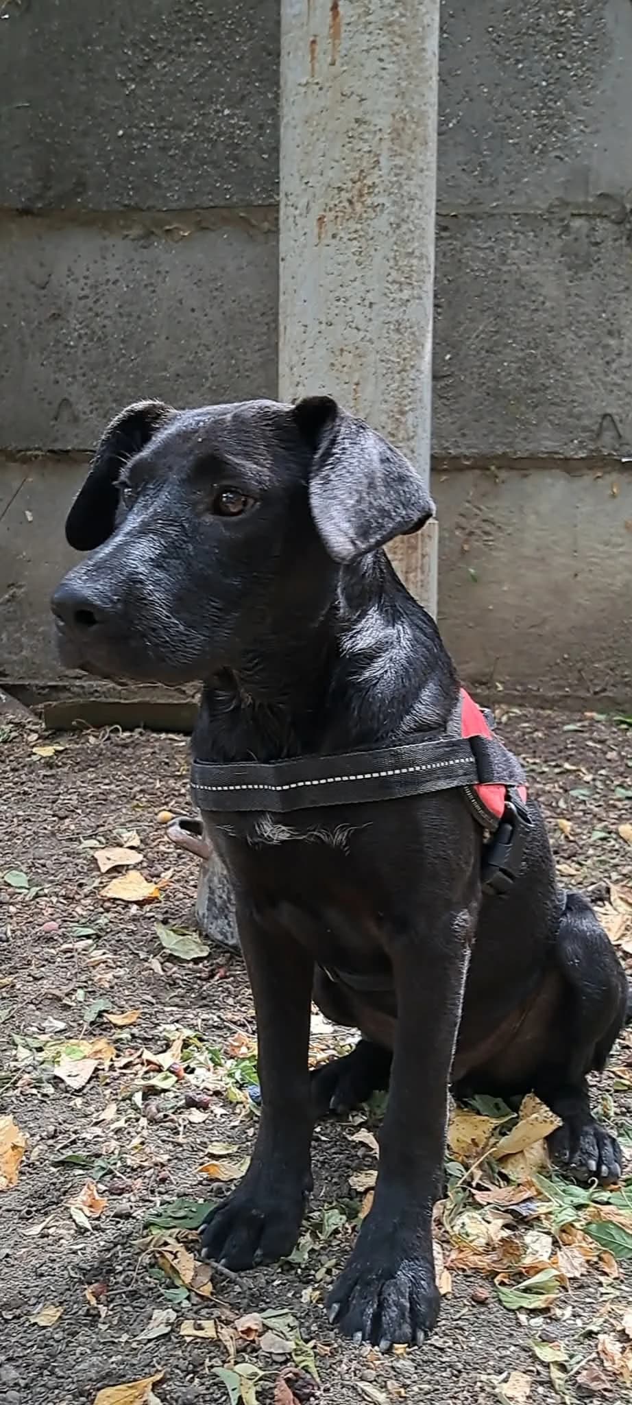 Onix, male puppy Mixed Breed for adoption at Glück für Pfoten e.V., Dortmund