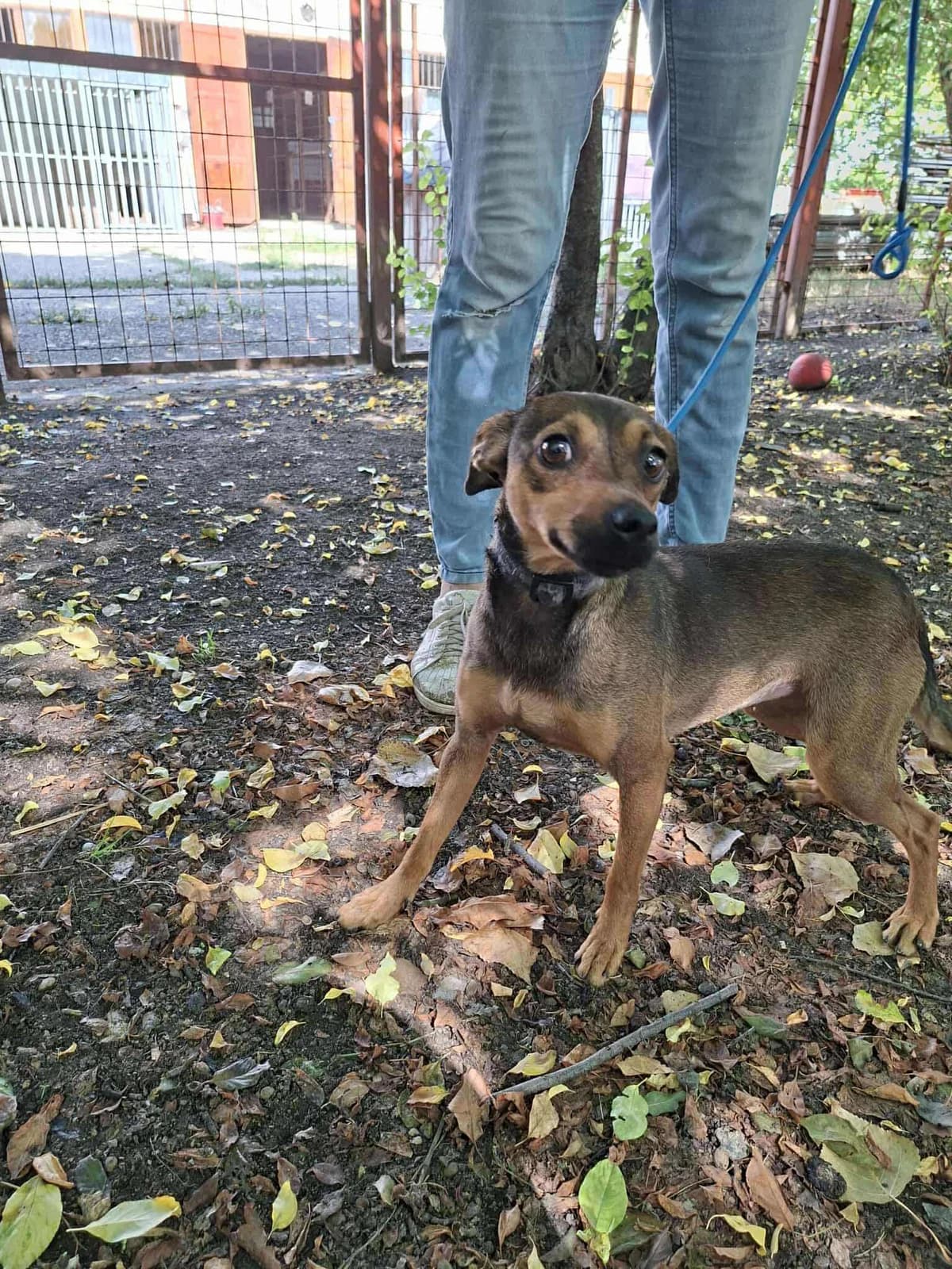 Orsi, female young Mixed Breed for adoption at Glück für Pfoten e.V., Dortmund