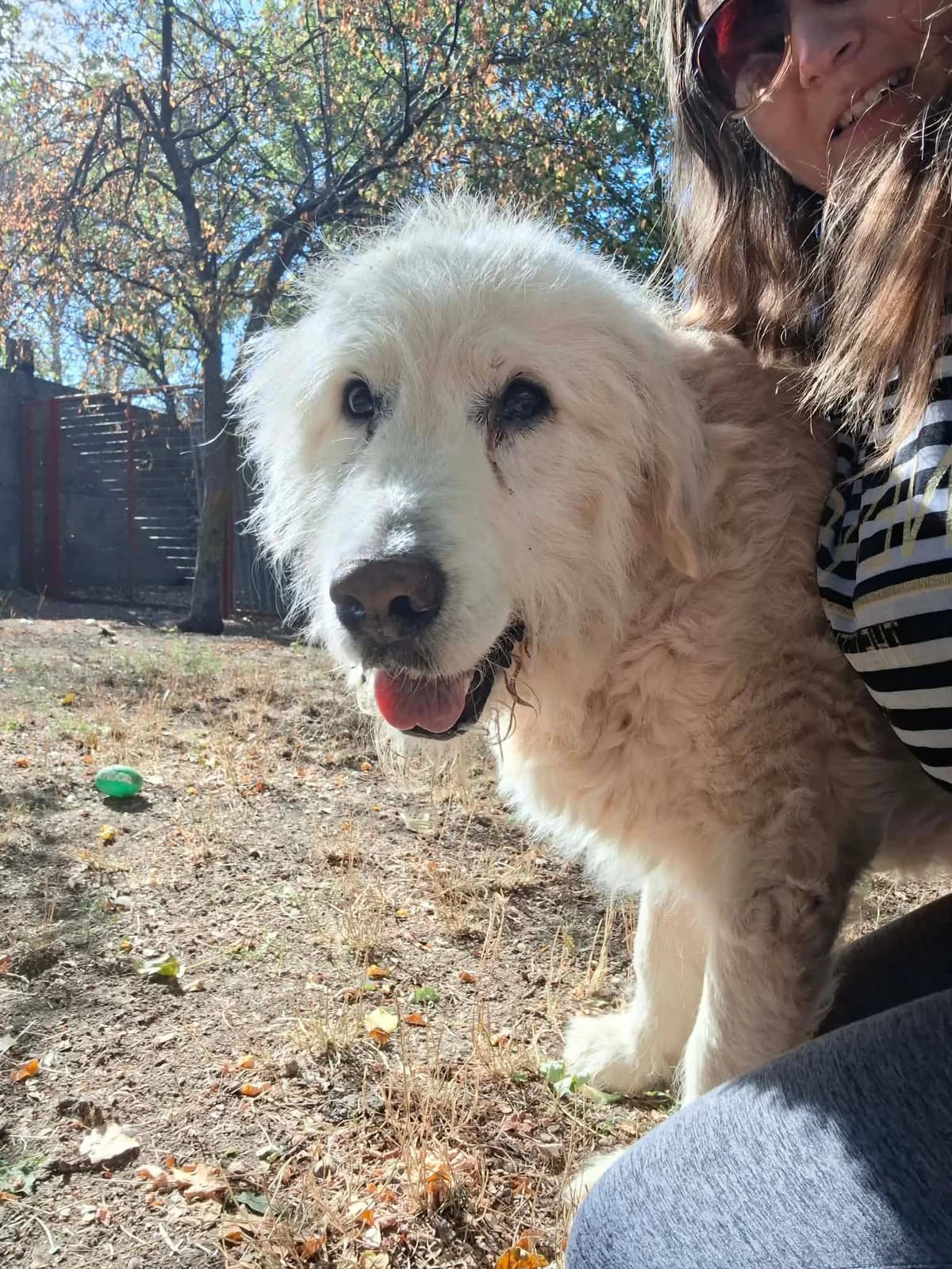 Robi, male 6yo Mixed Breed for adoption at Glück für Pfoten e.V., Dortmund