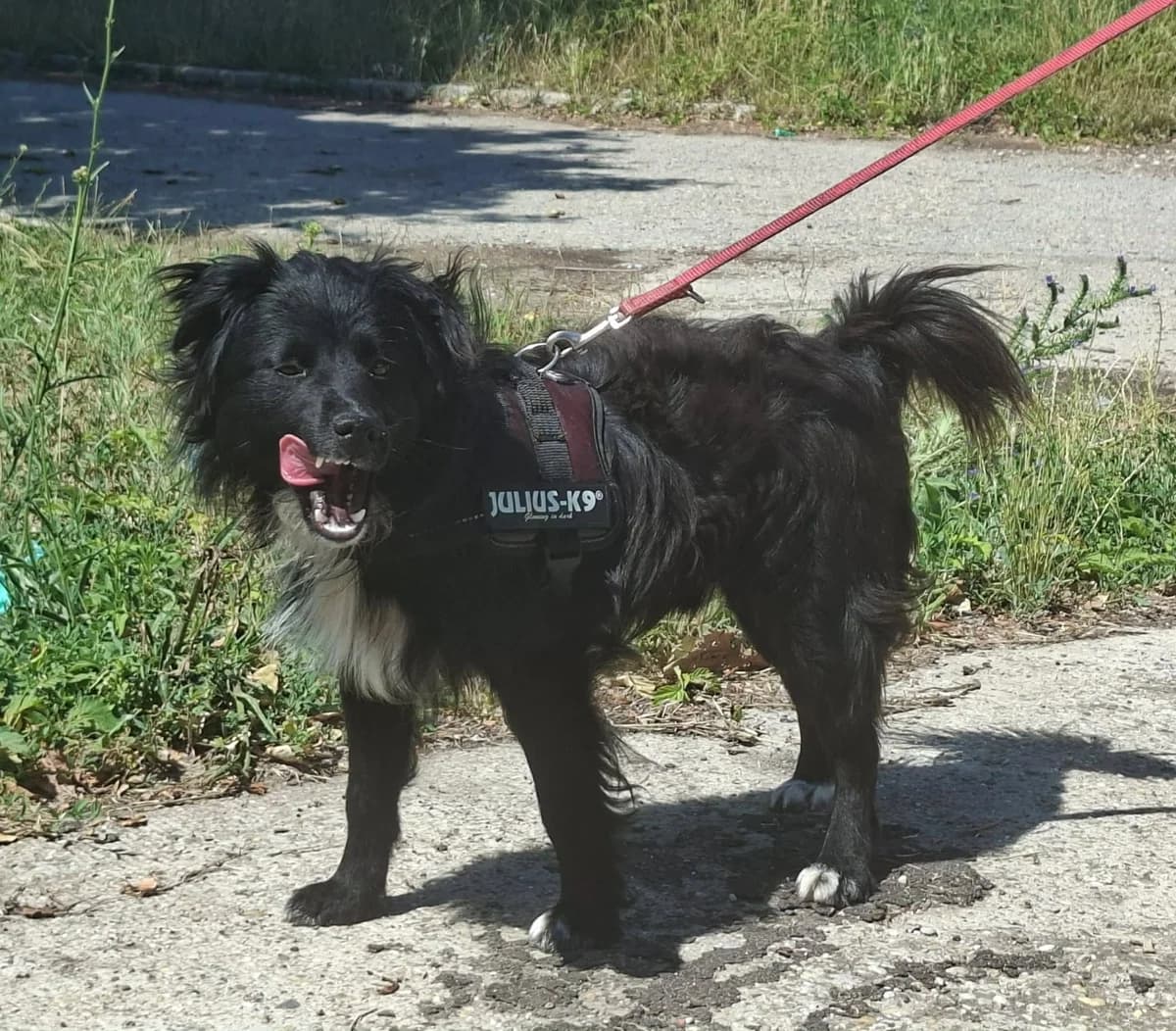 Roni, male young Mixed Breed for adoption at Glück für Pfoten e.V., Dortmund