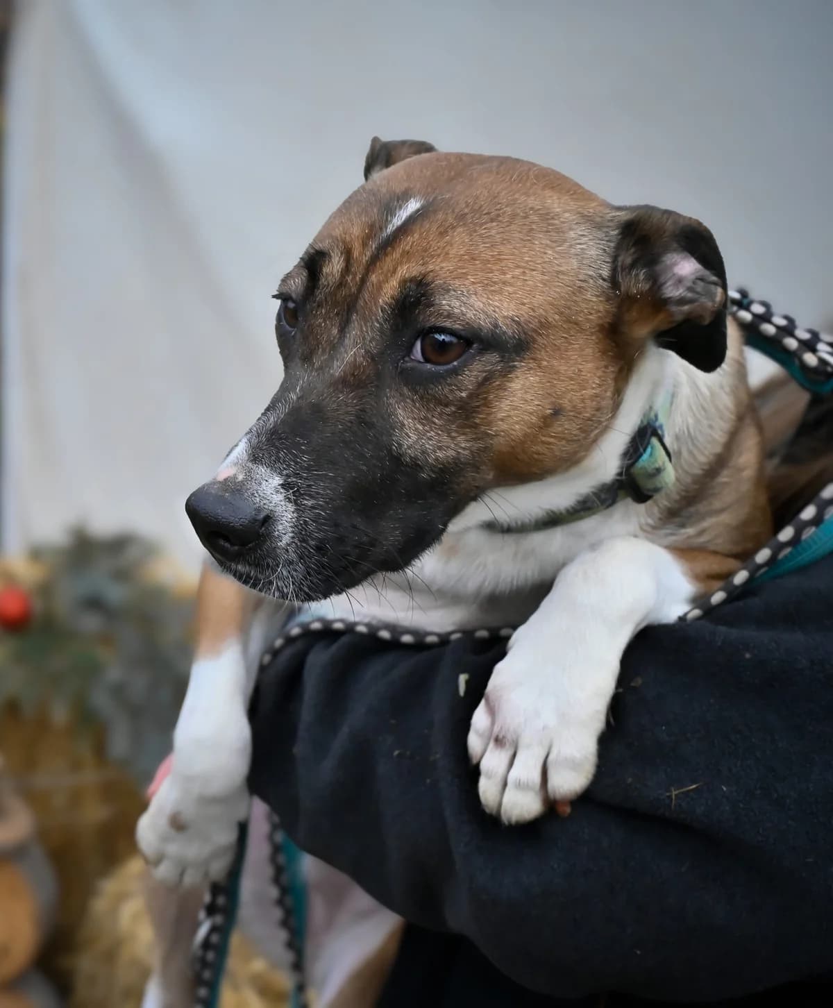 Senta, female Mixed Breed for adoption at Glück für Pfoten e.V., Dortmund