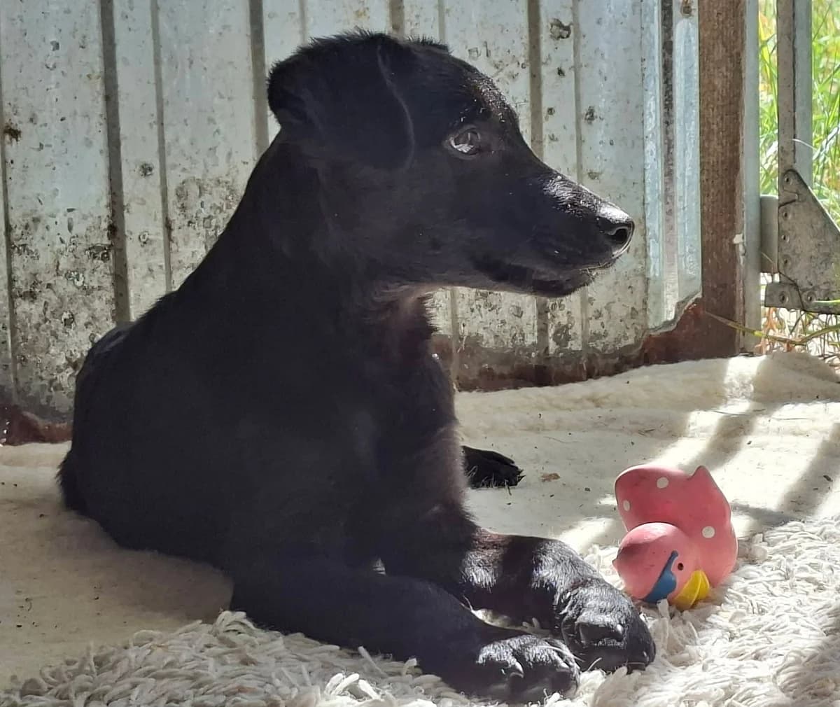 Shadow, male puppy Mixed Breed for adoption at Glück für Pfoten e.V., Dortmund