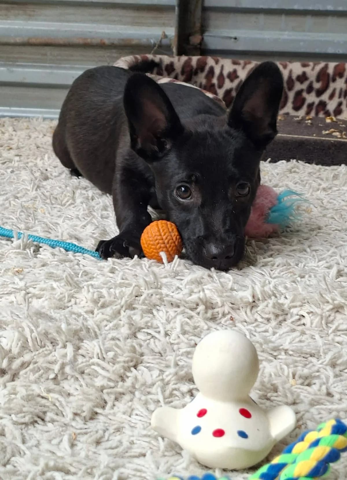 Sina, female puppy Mixed Breed for adoption at Glück für Pfoten e.V., Dortmund