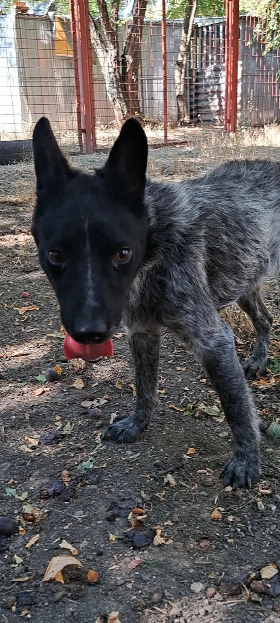 Storm, male young Mixed Breed for adoption at Glück für Pfoten e.V., Dortmund