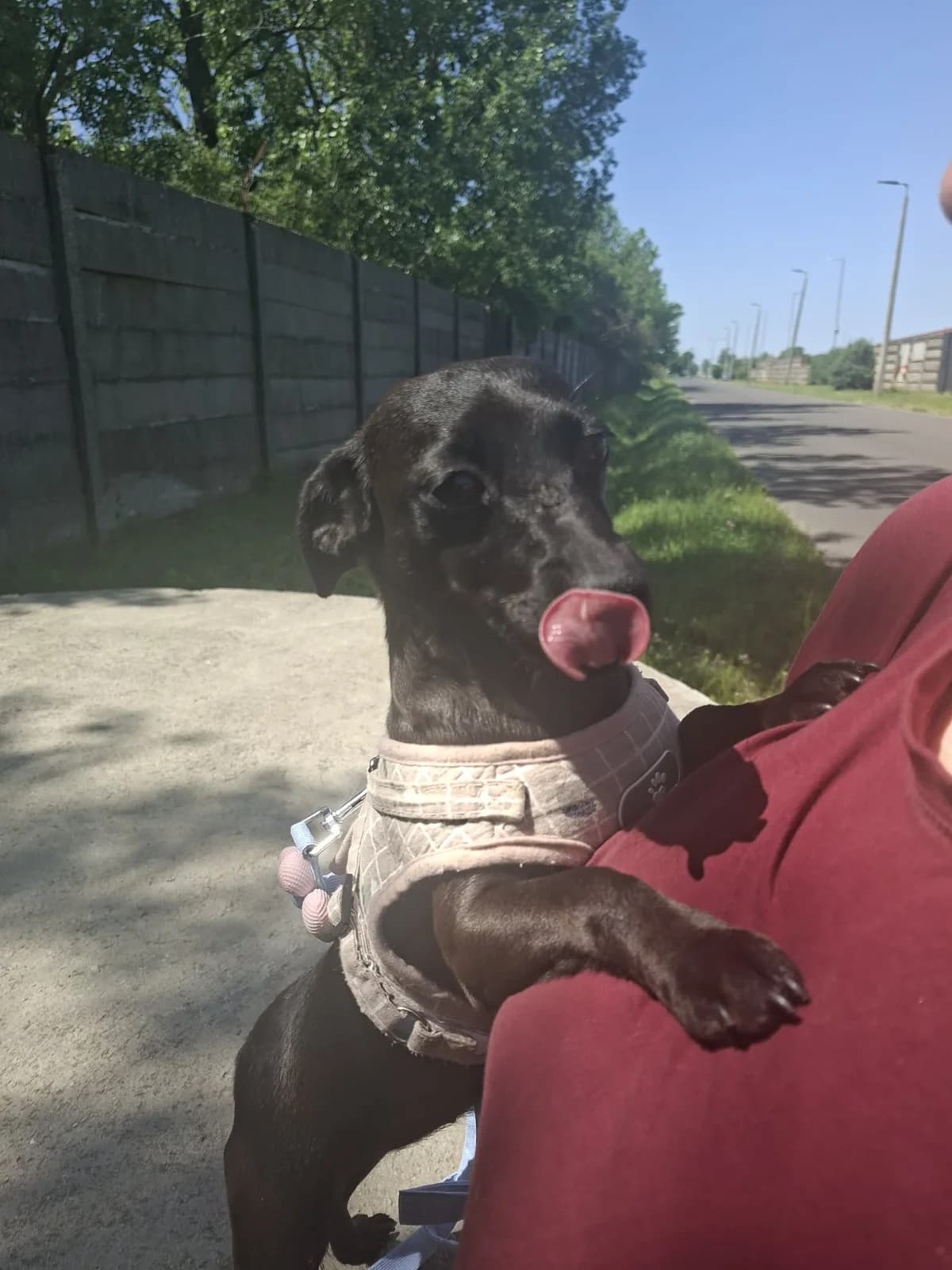 Tenyö, female 3yo Mixed Breed for adoption at Glück für Pfoten e.V., Dortmund