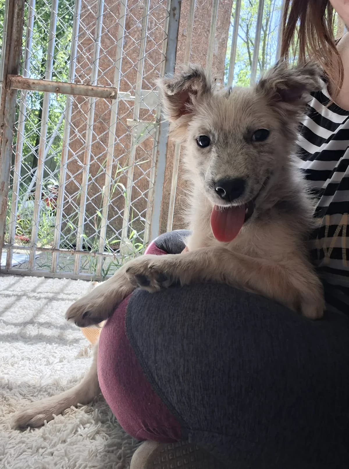 Toni, male puppy Mixed Breed for adoption at Glück für Pfoten e.V., Dortmund