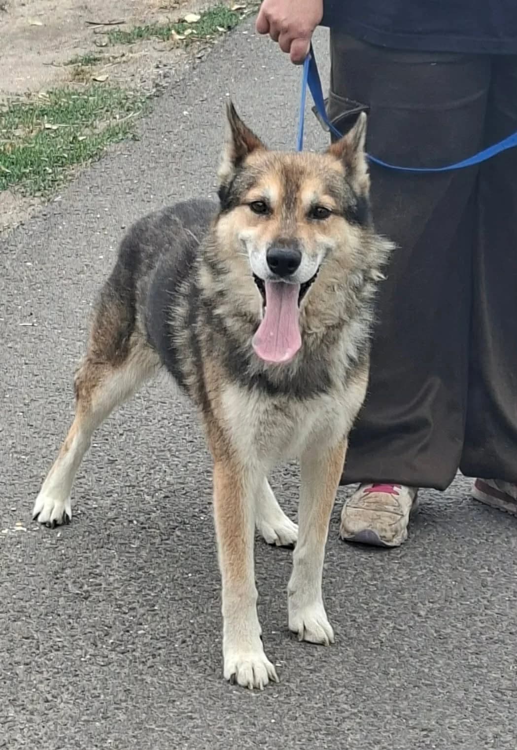 Wolf, gefleckt male 5yo Mixed Breed for adoption at Glück für Pfoten e.V., Dortmund