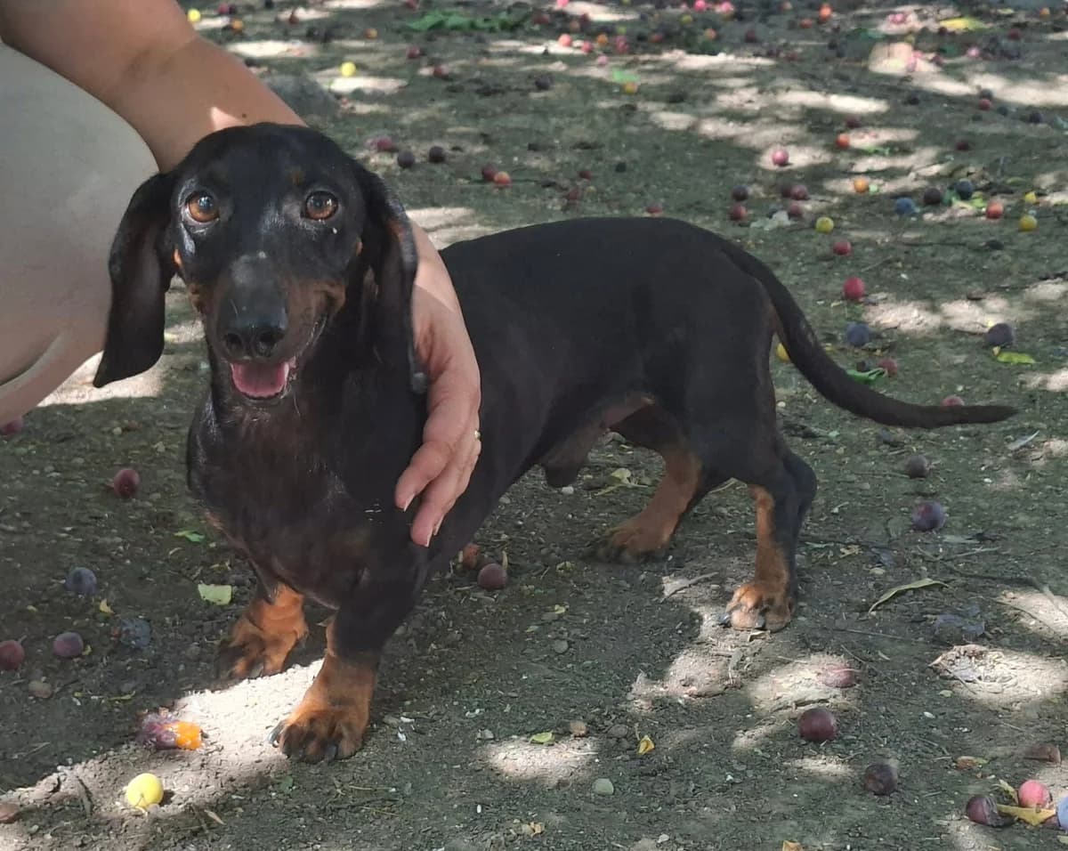Zsele, male young Mixed Breed for adoption at Glück für Pfoten e.V., Dortmund