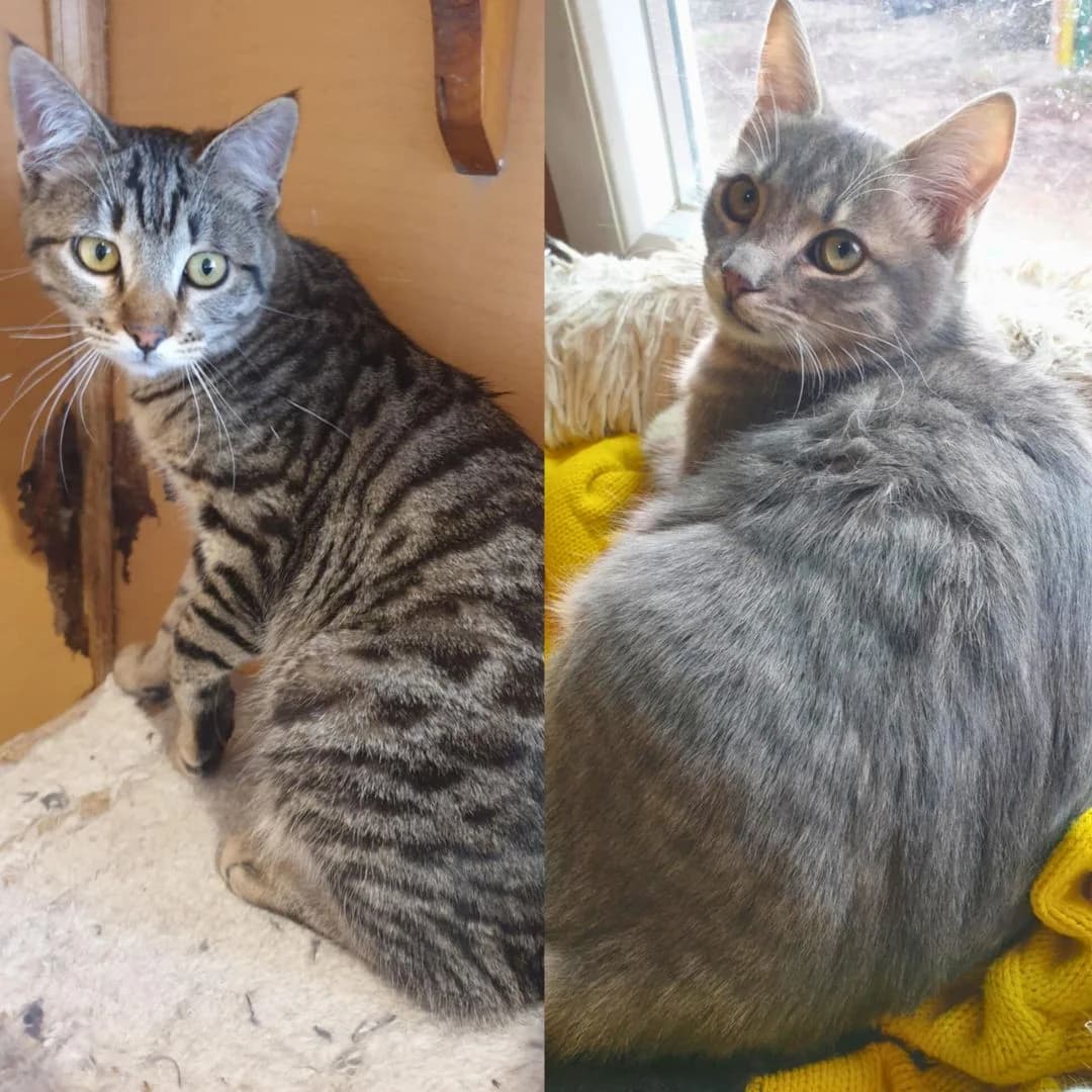 Aaron Samuel, male Mixed Breed for adoption at Glücksnasen e.V. Tierschutzverein