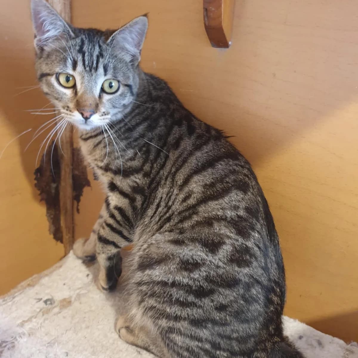 Aaron Samuel, male Mixed Breed for adoption at Glücksnasen e.V. Tierschutzverein — photo 2 of 13