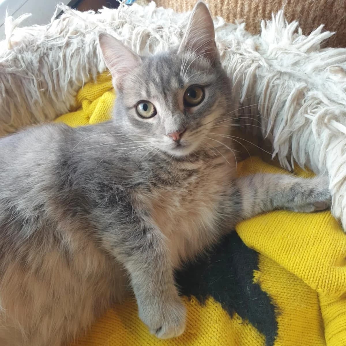 Aaron Samuel, male Mixed Breed for adoption at Glücksnasen e.V. Tierschutzverein — photo 3 of 13