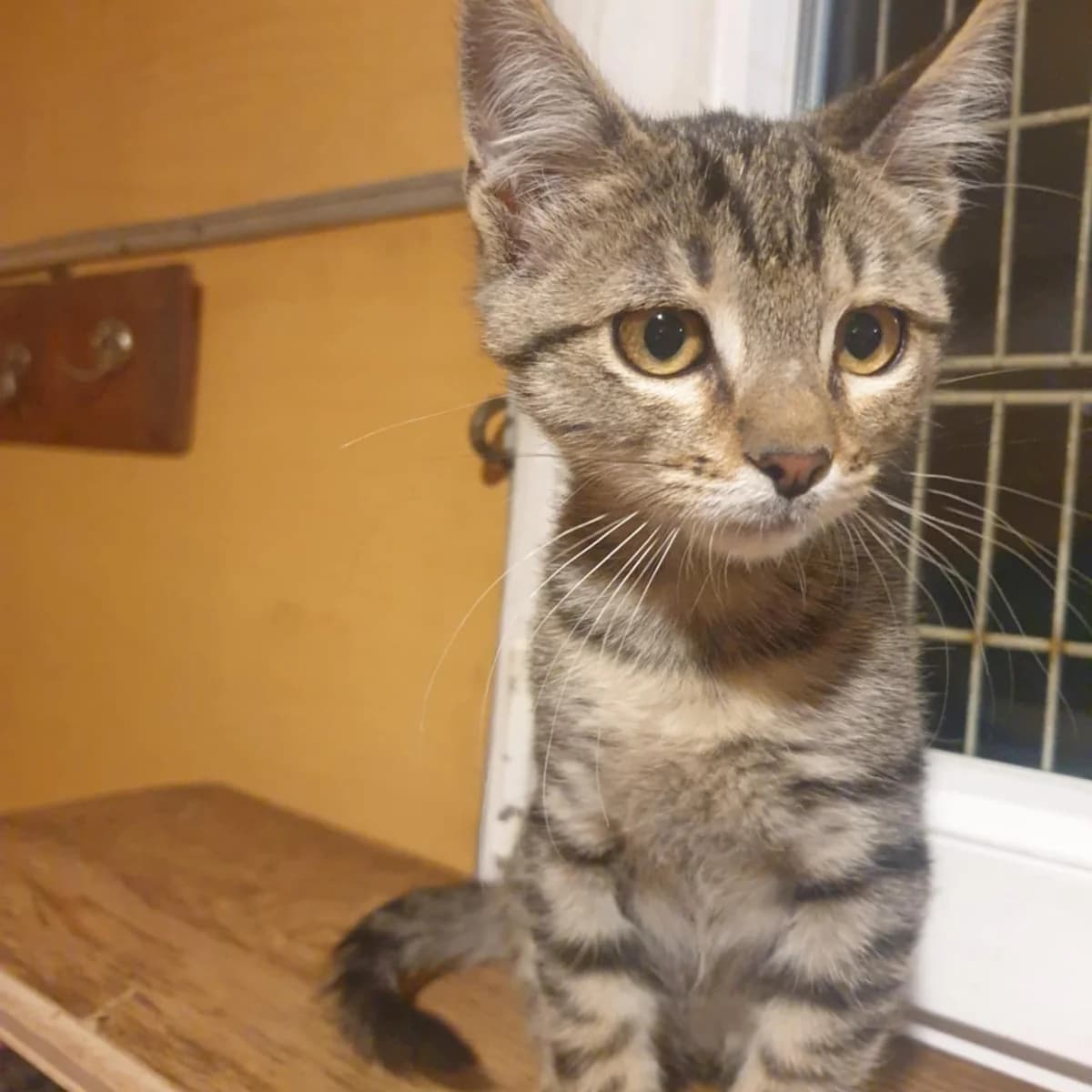 Aaron Samuel, male Mixed Breed for adoption at Glücksnasen e.V. Tierschutzverein — photo 4 of 13