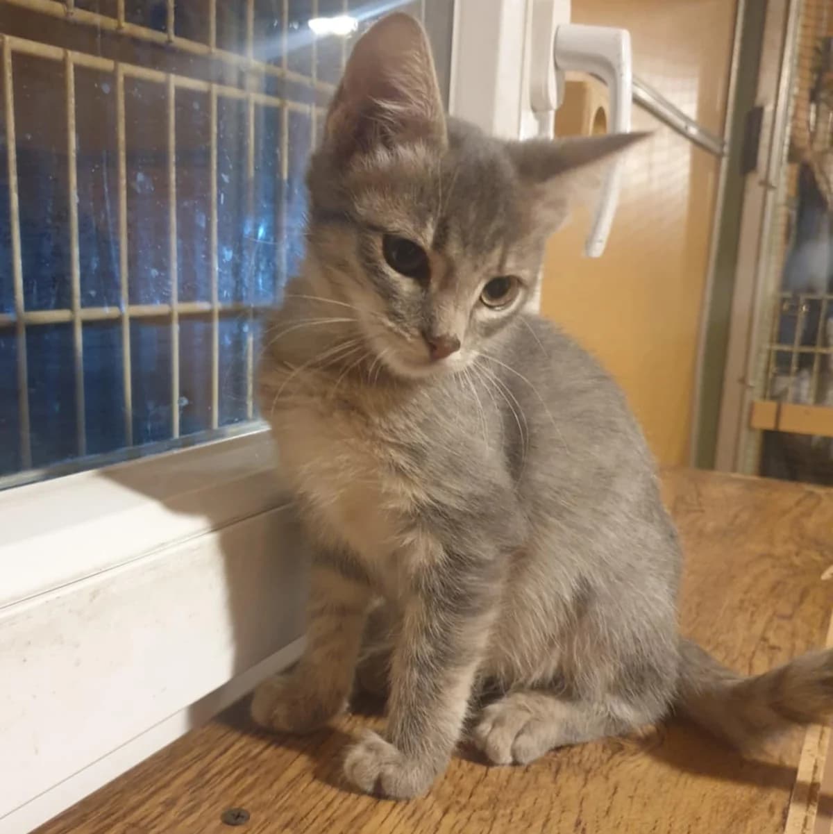 Aaron Samuel, male Mixed Breed for adoption at Glücksnasen e.V. Tierschutzverein — photo 5 of 13