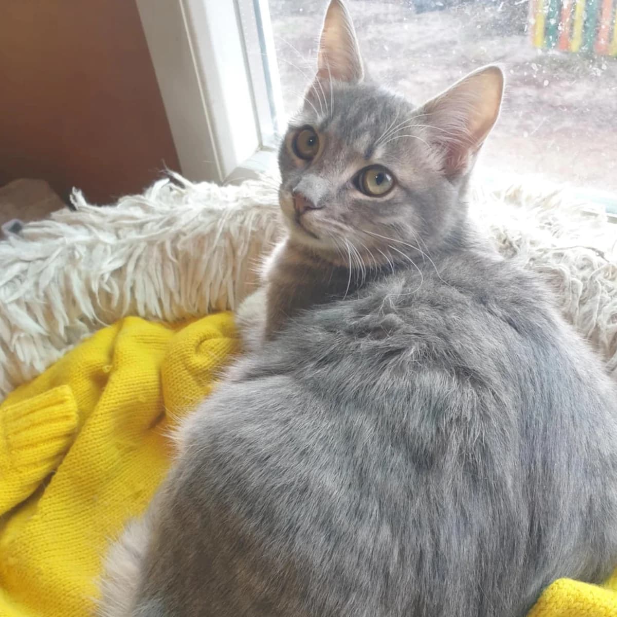 Aaron Samuel, male Mixed Breed for adoption at Glücksnasen e.V. Tierschutzverein — photo 6 of 13