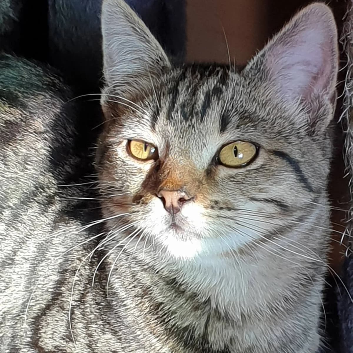 Aaron Samuel, male Mixed Breed for adoption at Glücksnasen e.V. Tierschutzverein — photo 7 of 13